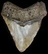 Bargain Megalodon Tooth - North Carolina #38695-2